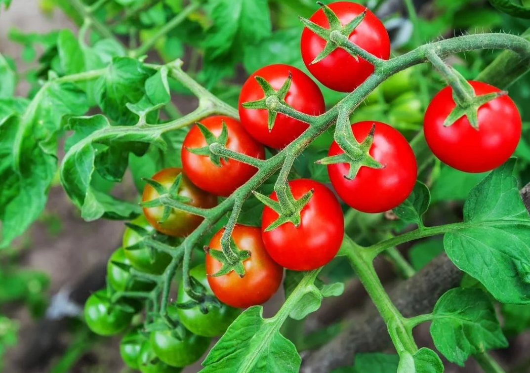 Кращі сорти томатів Черрі для теплиці та відкритого грунту 2019: більше 25 сортів і догляд за кожним з них.