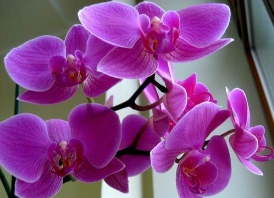 Орхідея-квітка-Опис-і-догляд-за-орхідеєю-1