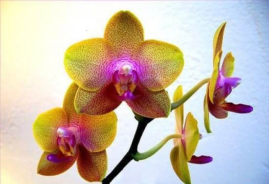Орхідея-квітка-Опис-і-догляд-за-орхідеєю-3