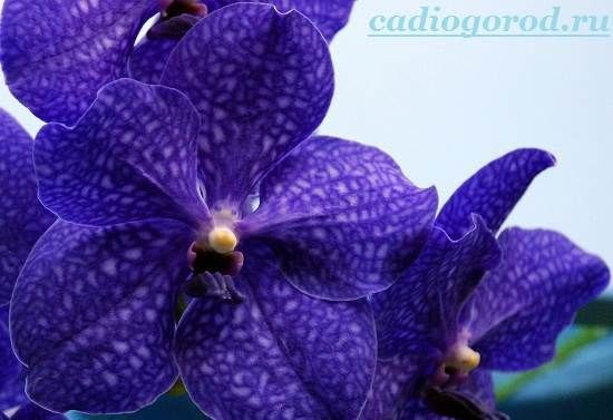 Орхідея-квітка-Опис-і-догляд-за-орхідеєю-5