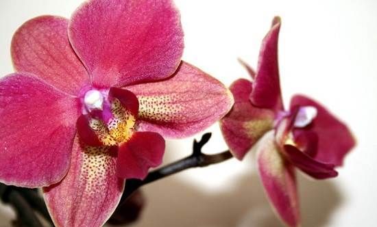 Орхідея-квітка-Опис-і-догляд-за-орхідеєю-6