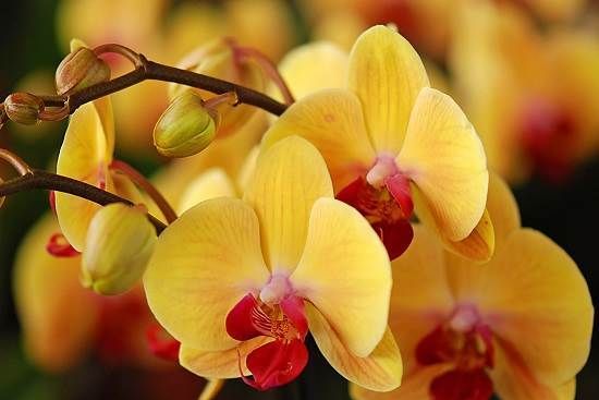 Орхідея-квітка-Опис-і-догляд-за-орхідеєю-7