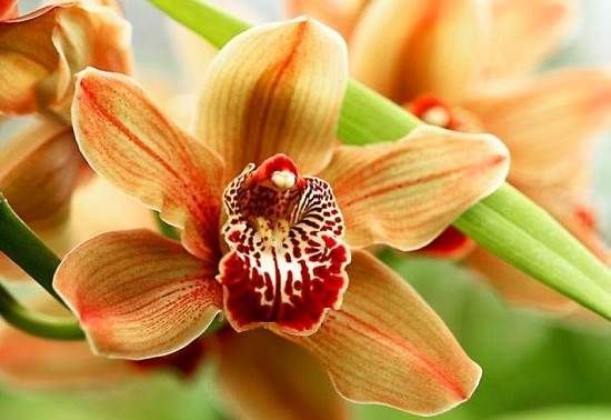 Орхідея-квітка-Опис-і-догляд-за-орхідеєю-8