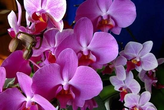 Орхідея-квітка-Опис-і-догляд-за-орхідеєю-9