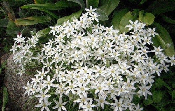 Орнітогалум-квітка-Опис-особливості-види-і-догляд-за-Орнітогалум-7