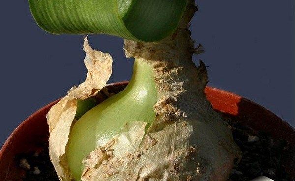 Орнітогалум-квітка-Опис-особливості-види-і-догляд-за-Орнітогалум-10