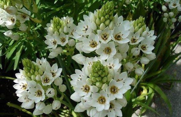 Орнітогалум-квітка-Опис-особливості-види-і-догляд-за-Орнітогалум-8