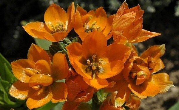 Орнітогалум-квітка-Опис-особливості-види-і-догляд-за-Орнітогалум-6
