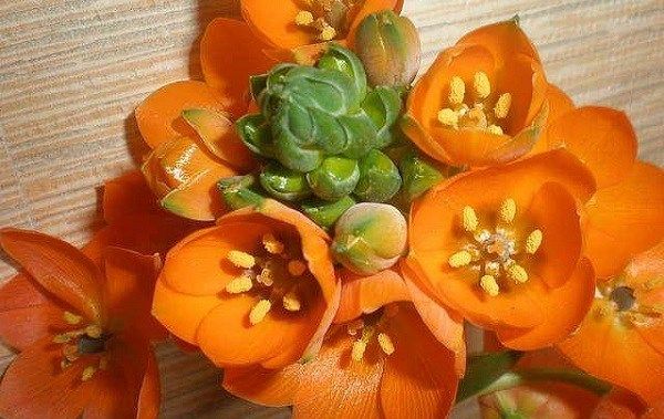 Орнітогалум-квітка-Опис-особливості-види-і-догляд-за-Орнітогалум-4