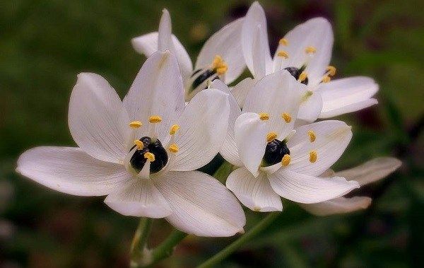 Орнітогалум-квітка-Опис-особливості-види-і-догляд-за-Орнітогалум-3