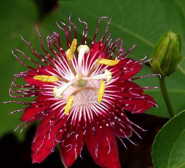 Пассифлора-квітка-Опис-особливості-види-і-догляд-за-пасифлори-11