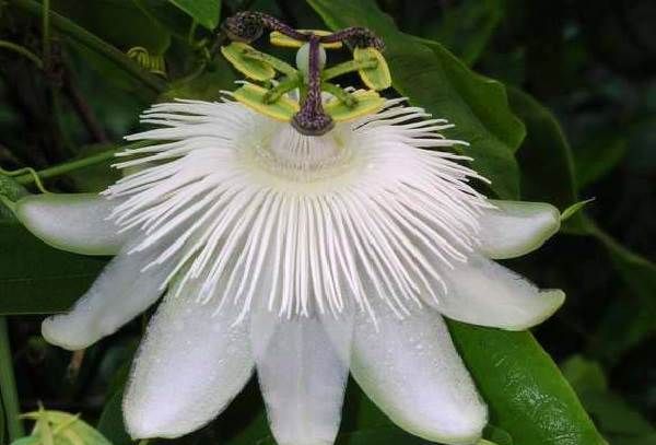 Пассифлора-квітка-Опис-особливості-види-і-догляд-за-пасифлори-4