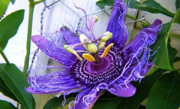 Пассифлора-квітка-Опис-особливості-види-і-догляд-за-пасифлори-5
