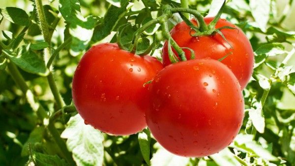 Добрива для томатів у теплиці