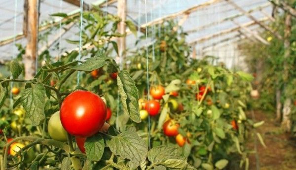 Чим удобрювати помідори під час плодоношення в теплиці