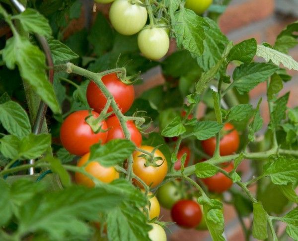 Які добрива вносити для помідор в теплицю