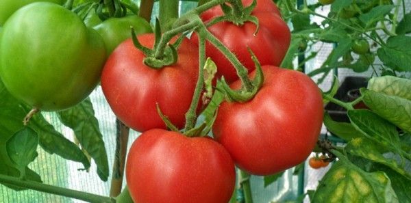 Етапи підгодівлі томатів у теплиці