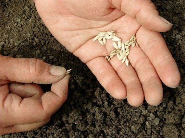 Як правильно садити огірки у відкритий грунт насінням