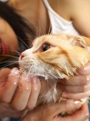 Як помити кота