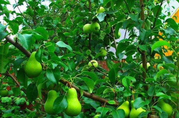 Щеплення груші на яблуню