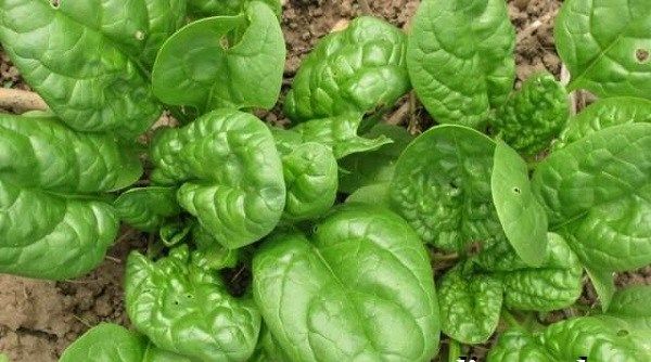 Шпинат-рослина-Вирощування-шпинату-Догляд-за-шпинатом-4