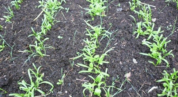 Шпинат-рослина-Вирощування-шпинату-Догляд-за-шпинатом-2