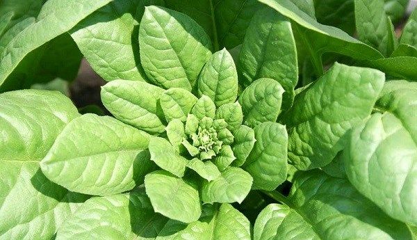 Шпинат-рослина-Вирощування-шпинату-Догляд-за-шпинатом-9