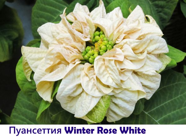 Пуансеттия Winter Rose White