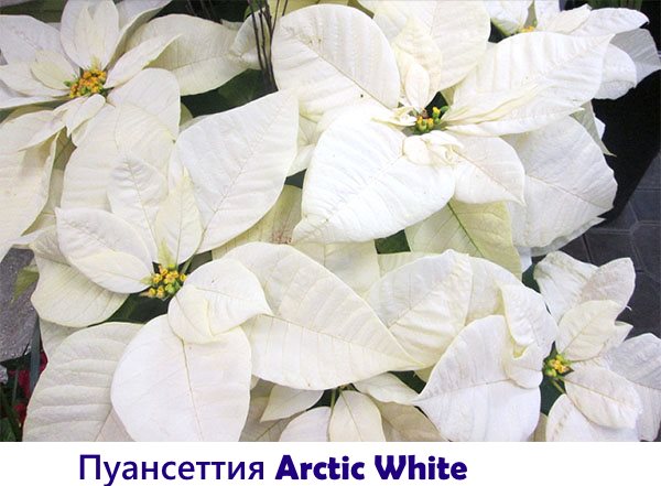 Пуансеттия Arctic White