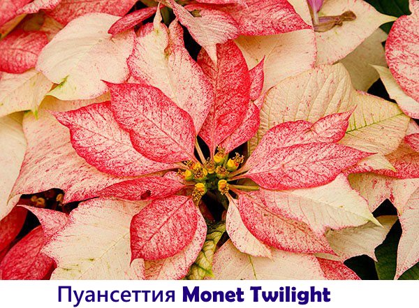 Пуансеттия Monet Twilight