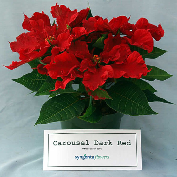 Пуансеттия Carousel Dark Red