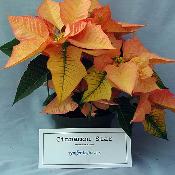 Пуансеттия Cinnamon Star