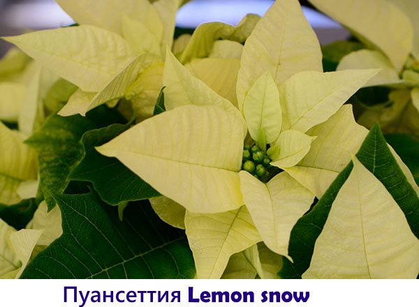 Пуансеттия Lemon snow
