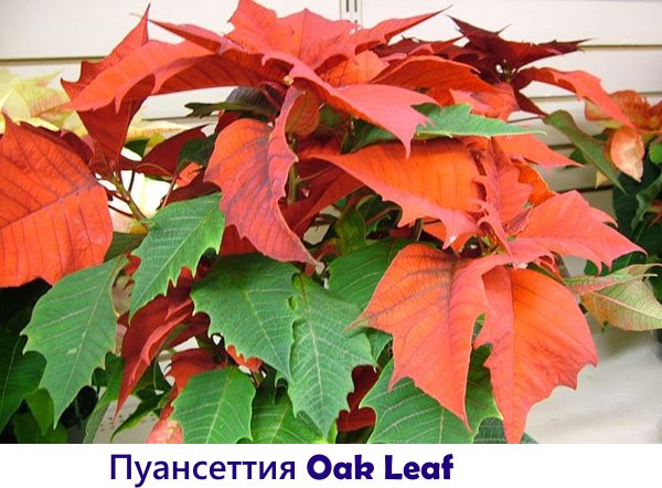 Пуансеттия Oak Leaf
