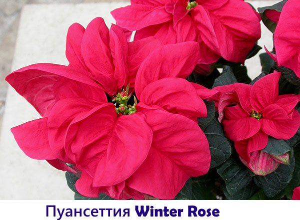 Пуансеттия Winter Rose