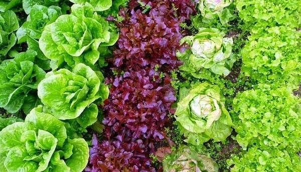 Вирощування-салату-Як-й-коли-садити-салат-Догляд-за-салатом