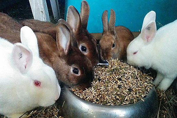 повноцінний корм для кроликів