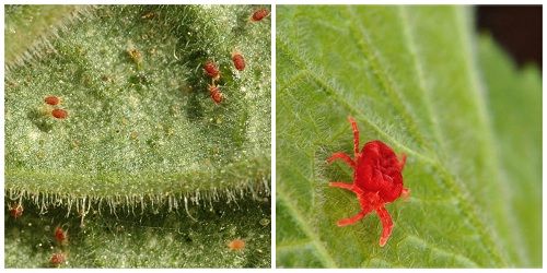 Павутинний кліщ на огірках