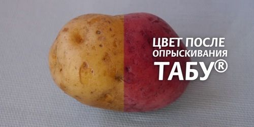 Картопля до і після обробки засобом Табу
