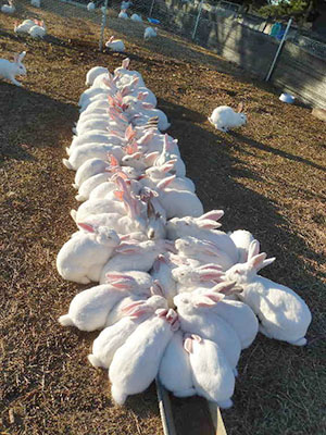 Розведення кроликів в загонах