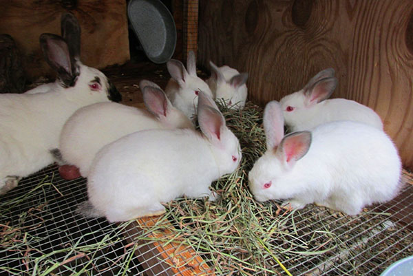 Зміст кроликів в клітинах