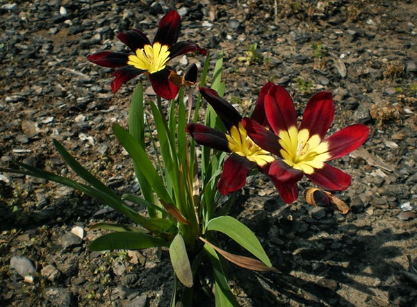 цвіте триколірний спараксіс