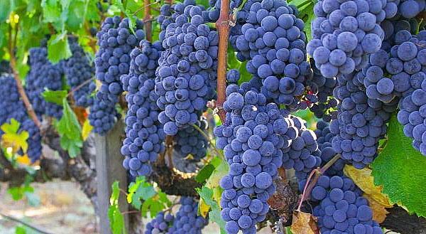 урожай винограду сорту Ізабелла