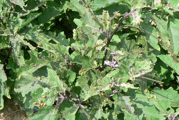 личинки колорадського жука на картоплі