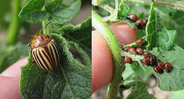 шкідники картоплі