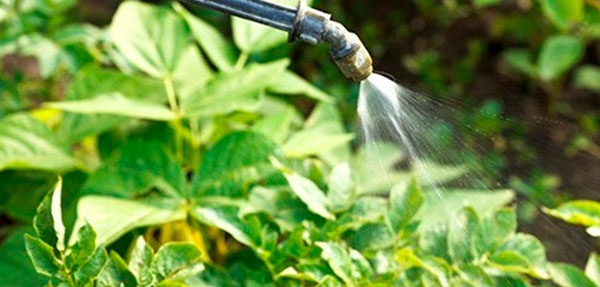 обробка колорадського жука