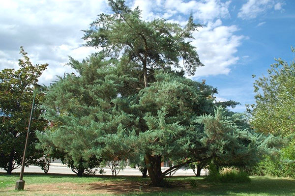 Доросле дерево ялівцю віргінського
