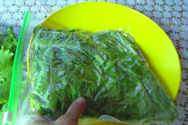 заморозка салату рукола