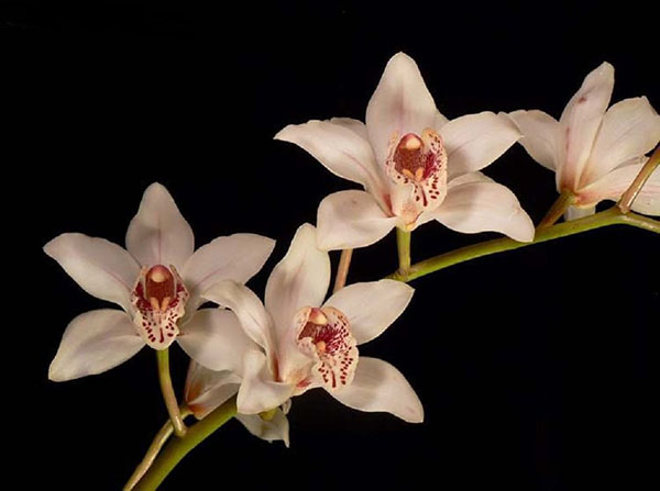 Орхідея Cymbidium помітний