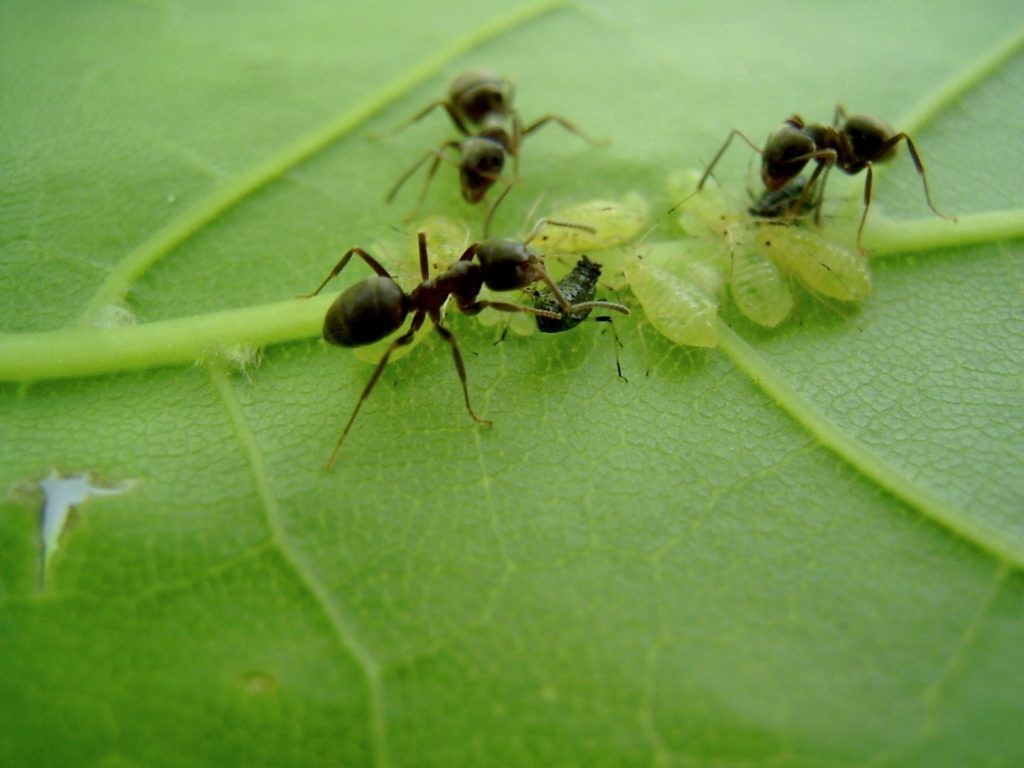 мурахи розносять тлю